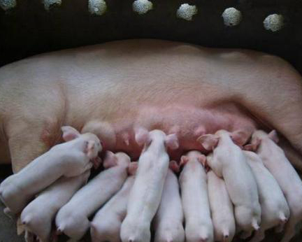 圈养条件下乳猪的断奶进程分析