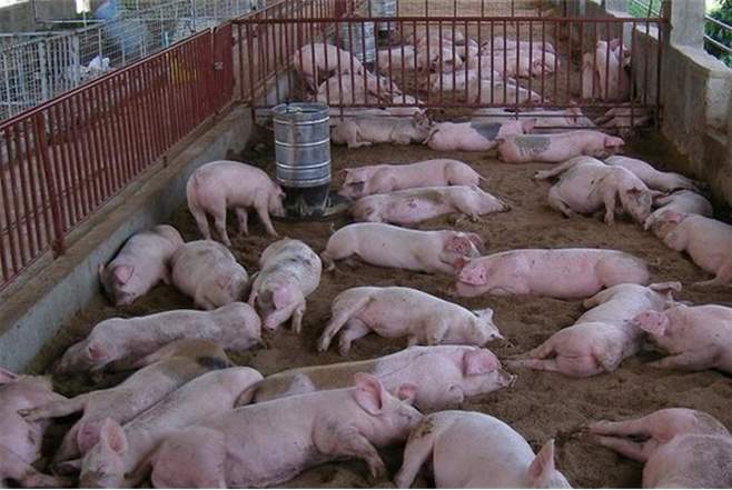 德国企业损失117亿!养猪业发生了什么?