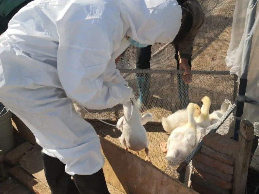 农业农村部宣：对动物疫情防控消耗稳补贴！