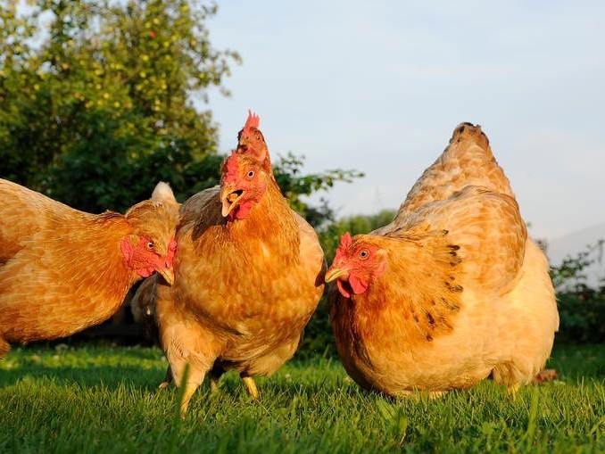 世界前十大肉鸡生产商是谁？