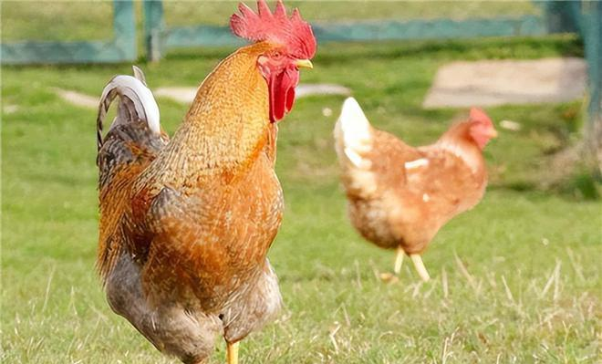 新西兰停止使用抗生素来预防家禽疾病